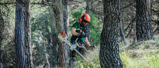 Es presenta la nova Estratègia de gestió forestal sostenible per reduir el risc de grans incendis i dinamitzar el sector forestal