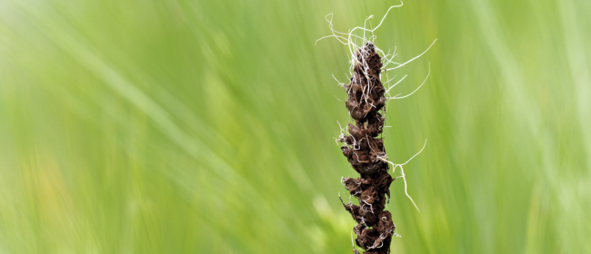 Butlletins d’informació fitosanitària per al mes de febrer de 2026