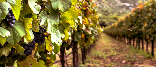 Més de 70 cellers catalans participaran a la fira Wine París
