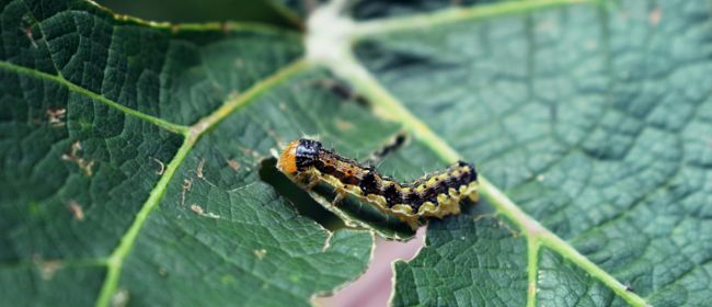 Butlletins d’informació fitosanitària per al mes de març de 2026