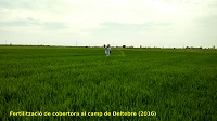 Fertilització de cobertora al camp de Deltebre (2016)