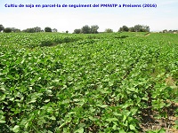 Cultiu de soja en parcel·la de seguiment de PMFATP a Preixens (2016)