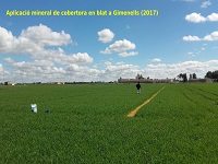 Aplicació mineral de cobertora en blat a Gimenells (2017)