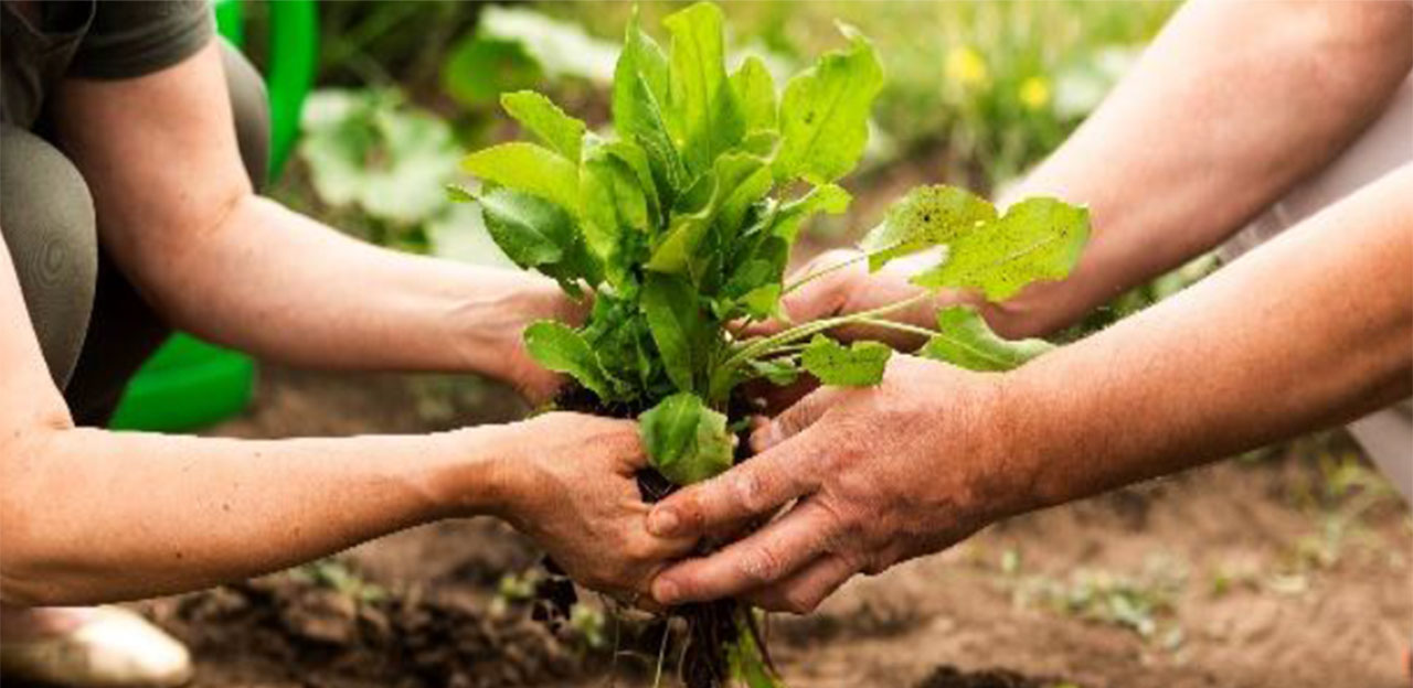 Joves agricultors