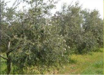 La varietat d’oliva becaruda. Maneig del cultiu i qualitat de l’oli