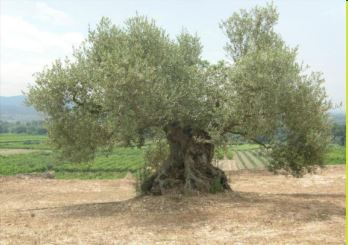 El patrimoni de les oliveres mil·lenàries del Sènia