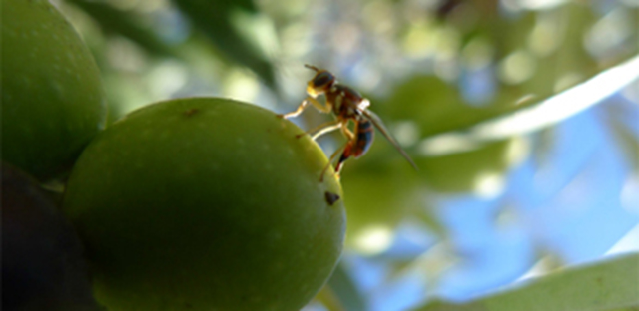 Actualitzat el llistat de productes fitosanitaris autoritzats per lluitar contra la mosca de l’oliva