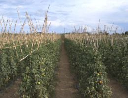 Millora de l'eficiència dels tractaments fitosanitaris en cultiu de tomaquera exterior