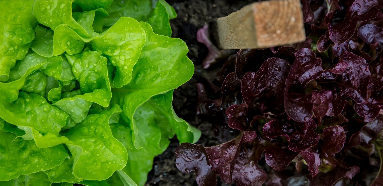 Es publica una guia de pràctiques correctes d’higiene en l’espigolament de productes hortofructícoles