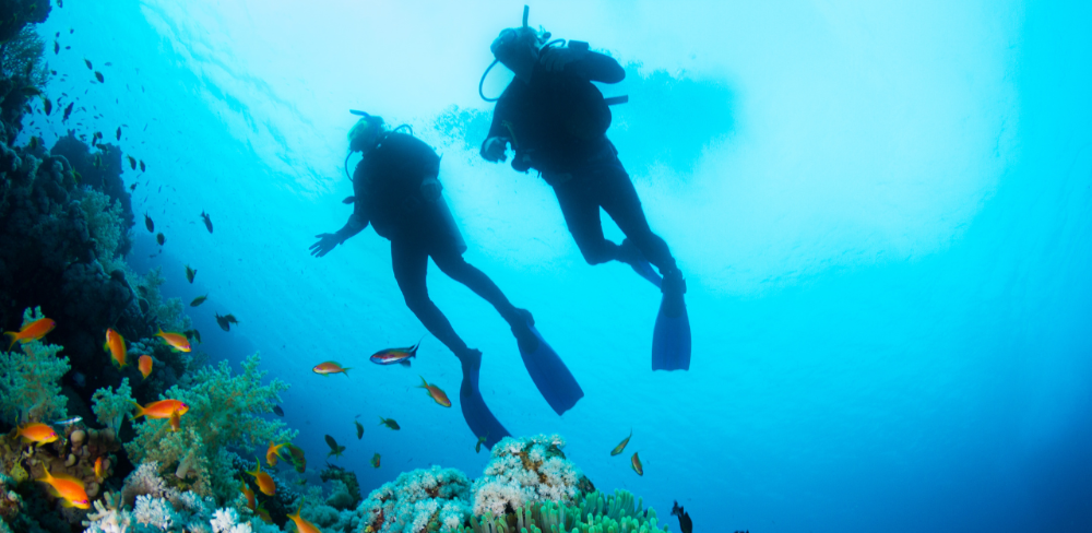 El període de màxima activitat se situa entre finals de juny i el mes d'agost (que és atemporal)