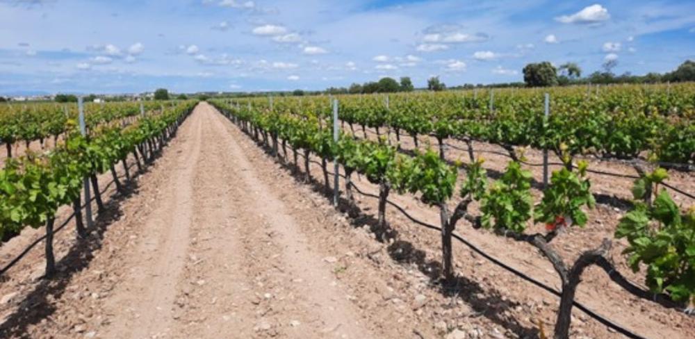 Optimització del reg de suport a la vinya a Costers del Segre i Terra Alta