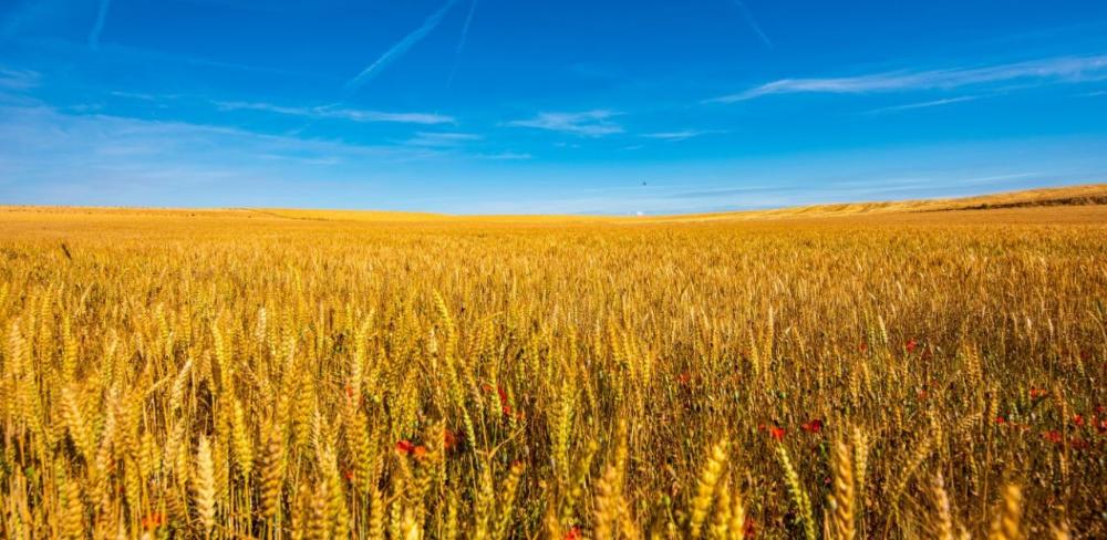 Amb aquesta ampliació, el Departament eleva fins als 29.949.000 euros el pressupost total destinat al foment de les assegurances agràries del Pla 2025