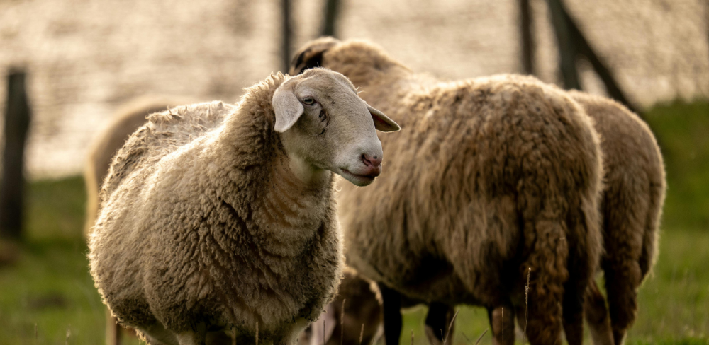 La data límit per presentar les propostes inicials és el 30 de març de 2026