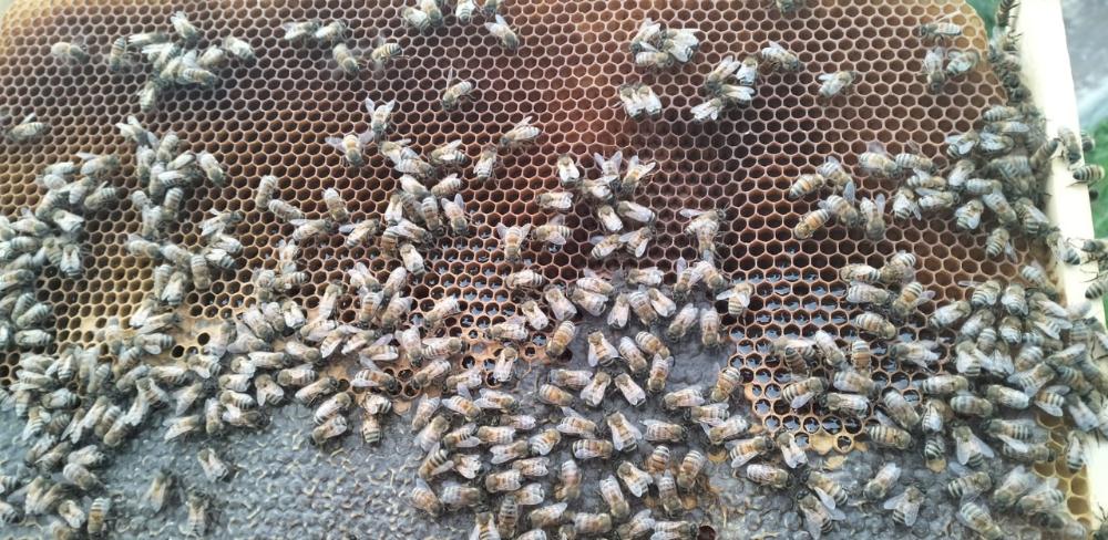 Un panell amb abelles, protagonista de les demostracions tècniques del projecte.