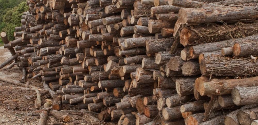 Gràcies a aquest ús energètic de la biomassa, el 2024 es van evitar 218.057 tones d’emissions de gasos d’efecte hivernacle