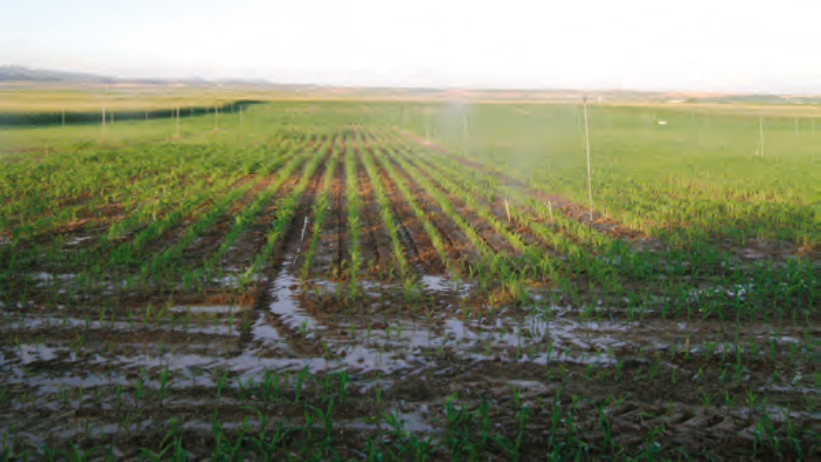 Abans d'instal·lar el sistema de reg, cal fer un disseny hidràulic i agronòmic acurat