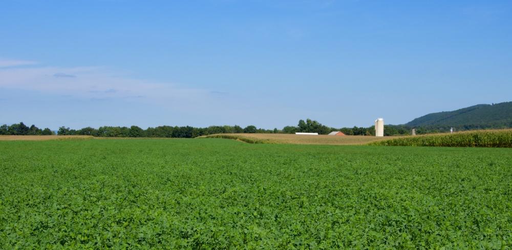 Diverses visites a finques d’alfals i oliveres han permès avaluar els avantatges, reptes i resultats del sistema de reg per degoteig enterrat (RGS)
