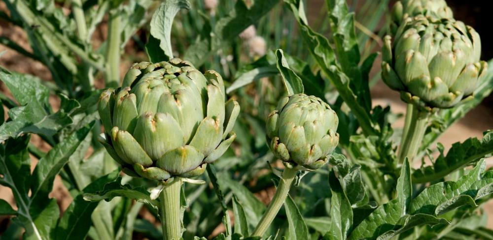 La carxofa és un dels cultius hortícoles afectats aquest mes de novembre, sobretot a causa del fong verticil·liosi i de la plaga pugó verd