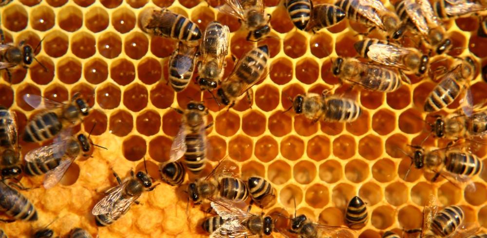 Les dades preliminars mostren que, tot i que molts apiaris presenten nivells baixos d’infestació de Varroa, la presència de virus i altres patògens continua afectant la salut de les colònies