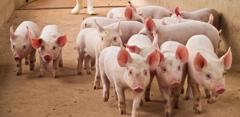 Una alimentació més eficient i adaptada al territori pot reduir la petjada ambiental de la producció porcina