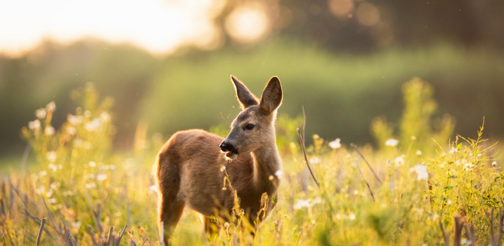 El Pirineu els plans de control s’emmarquen amb els cérvols