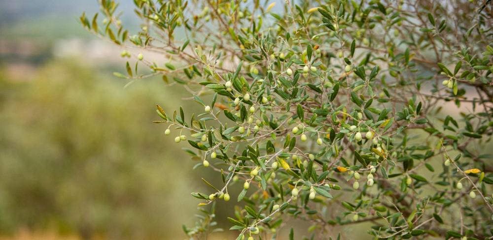 Paisatges d’oliveres, protagonistes del novembre gastronòmic a Catalunya.