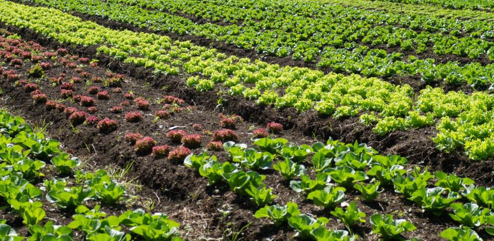 La iniciativa ha estat escollida entre més de 320 propostes procedents de 80 països