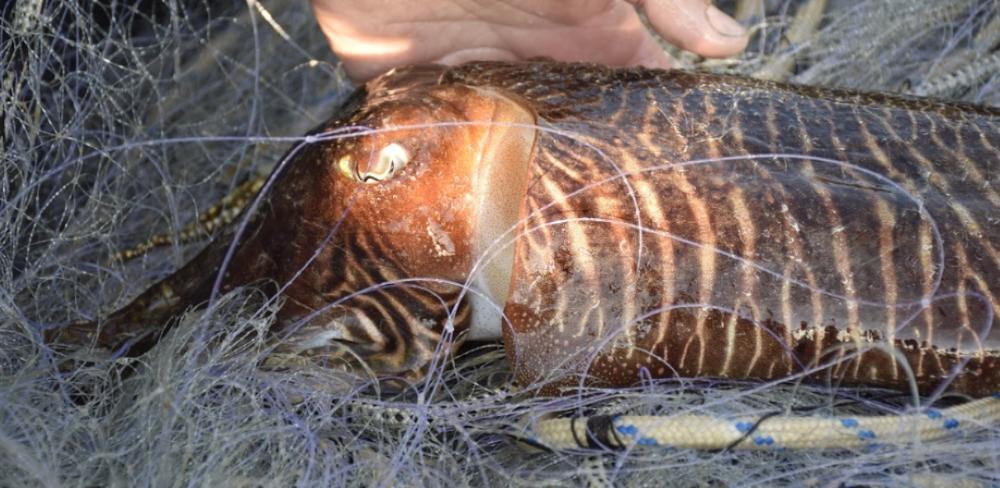 La gestió pesquera i les vedes biològiques contribueixen a conservar l’espècie i l’equilibri dels ecosistemes marins
