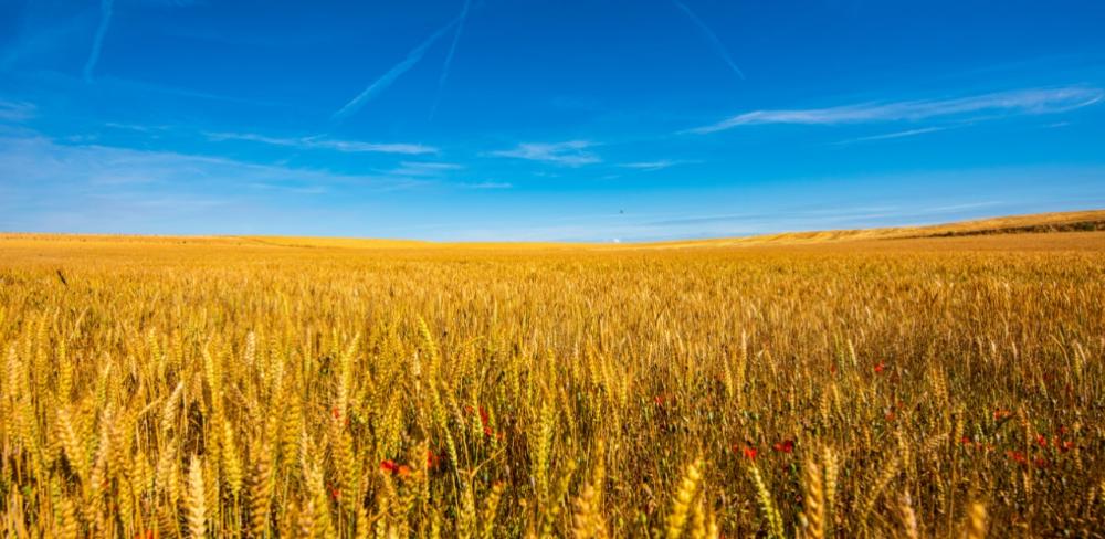 Les assegurances agràries es consoliden com una eina clau per garantir la viabilitat econòmica de les explotacions