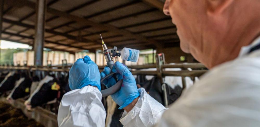 Veterinaris vacunant el bestiar boví de les zones afectades per dermatosi.