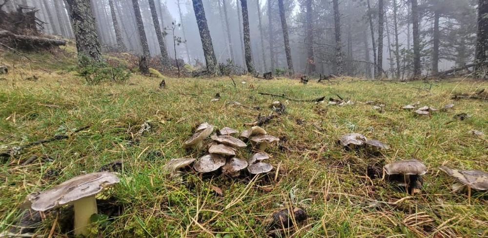 Tricholoma portentosum en els boscos de Meranges