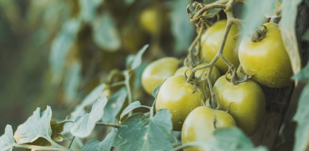 La data límit de presentació de sol·licituds és el 23 d’abril de 2026.