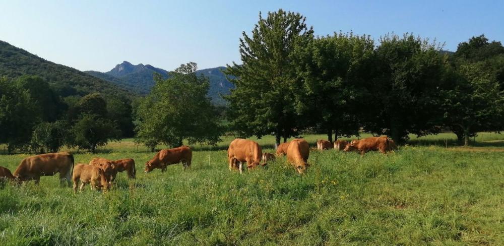 L'activitat s'ha portat a terme en explotacions ramaderes bovines