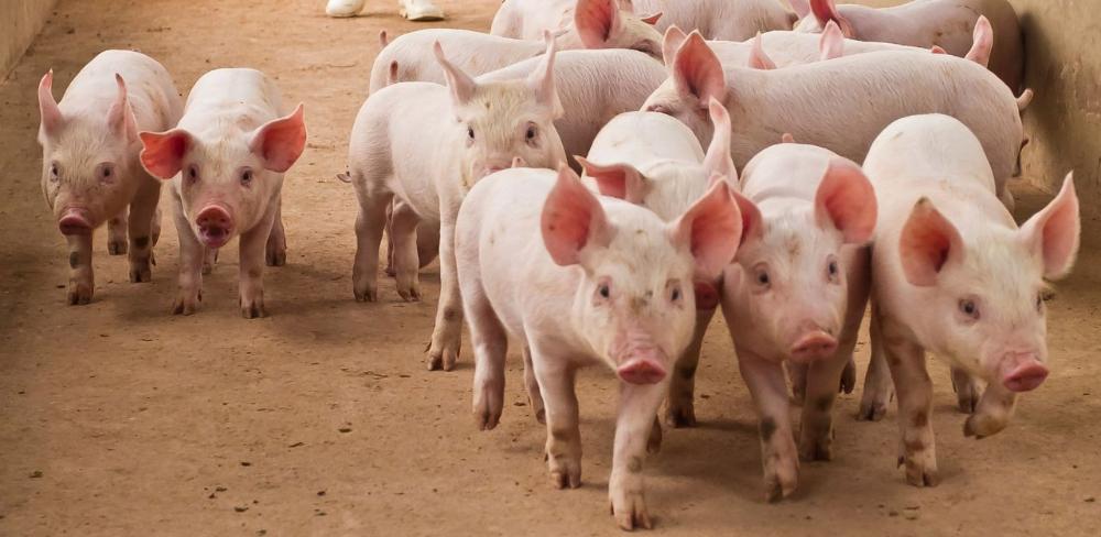 La iniciativa respon a un context de major pressió sanitària amb l’aparició de malalties emergents