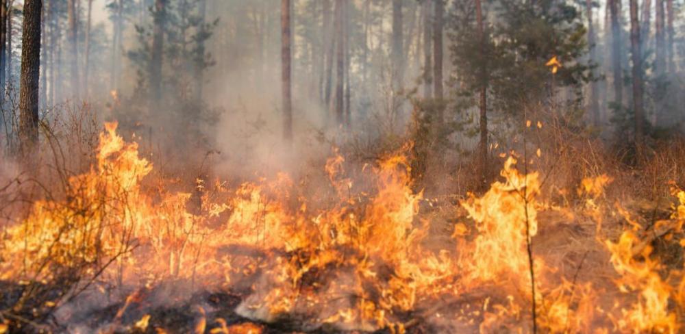 Amb l’arribada del període d’alt risc d’incendis forestals, el PEFC Catalunya impulsa la campanya “Stop al foc”