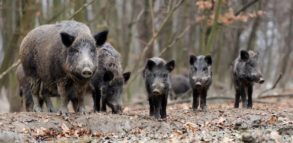 Catalunya presenta actualment una població màxima que pot arribar als 180.000 exemplars