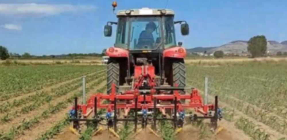 Passada de la binadora de precisió en el cultiu de blat de moro (Foto: IRTA).