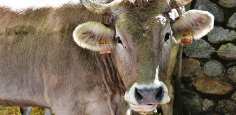 La vaca bruna és una de les races autòctones en risc d’amenaça.
