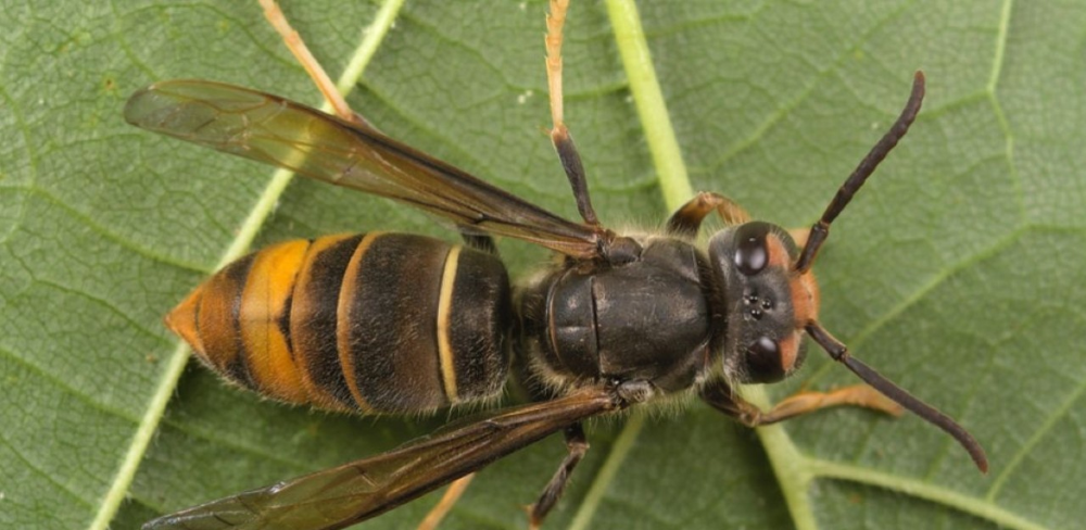 Un exemplar de vespa velutina, espècie invasora originària del sud-est asiàtic que s'alimenta d'abelles de mel