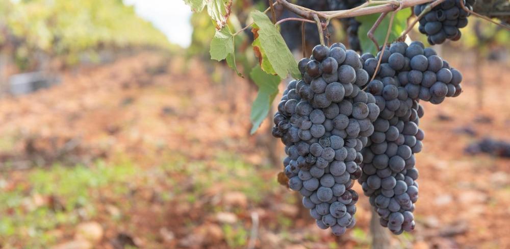 Les dades van ser presentades durant el Simposi de Vinya i Enologia Ecològica