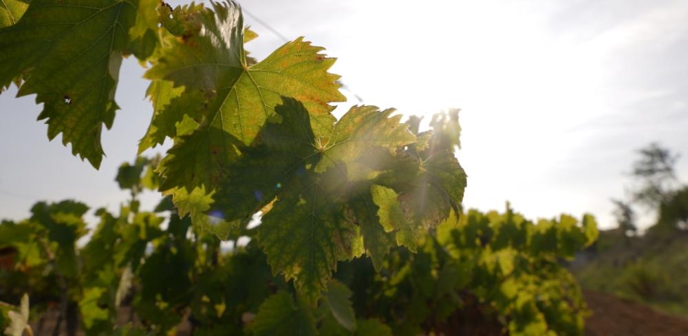 Catalunya és una de les regions europees amb més superfície de vinya ecològica