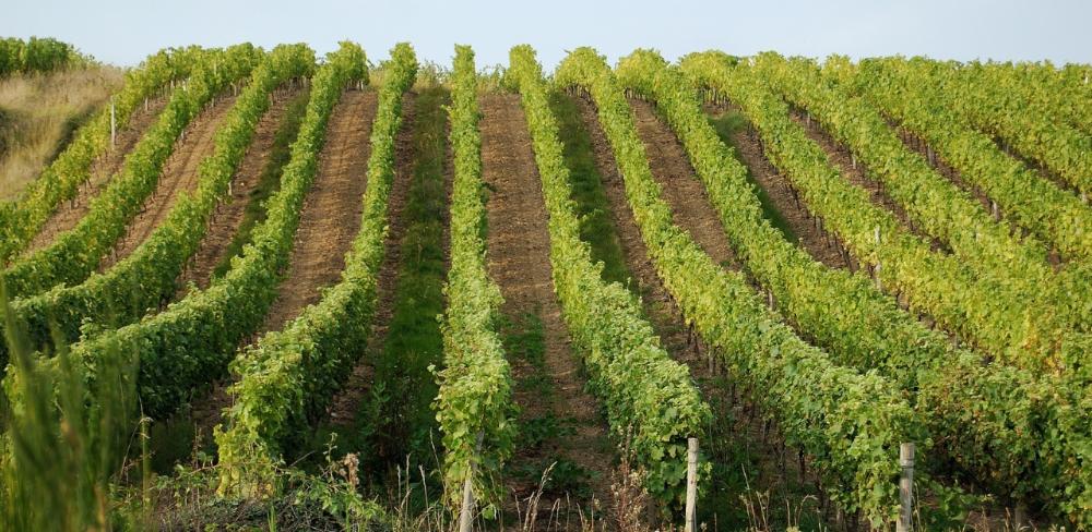 Un sòl viu, una vinya més resilient: la viticultura regenerativa obre noves vies per a una producció de vi més sostenible i de qualitat